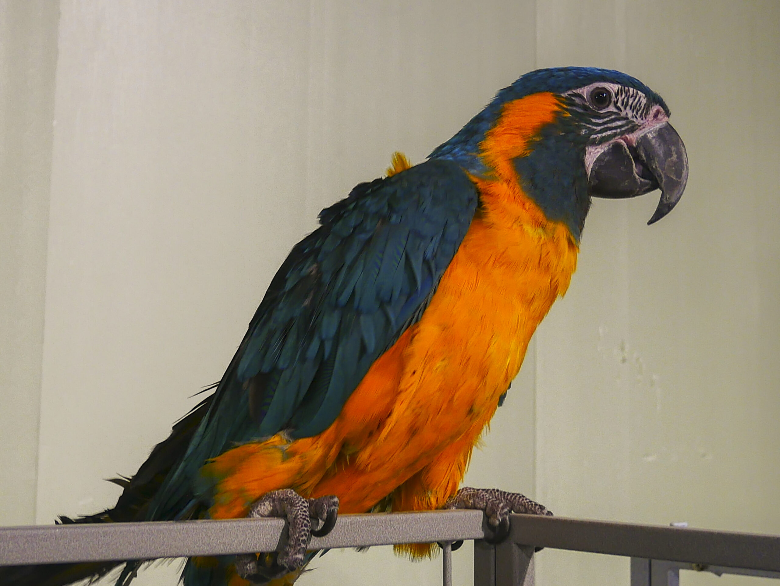 Foto van een Blauwkeel Ara